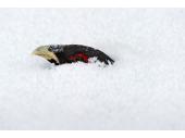 Zum Schutz vor Kälte und Fressfeinden graben sich Raufußhühner im Schnee ein. Hier schaut ein Auerhahn aus einer Schneehöhle.