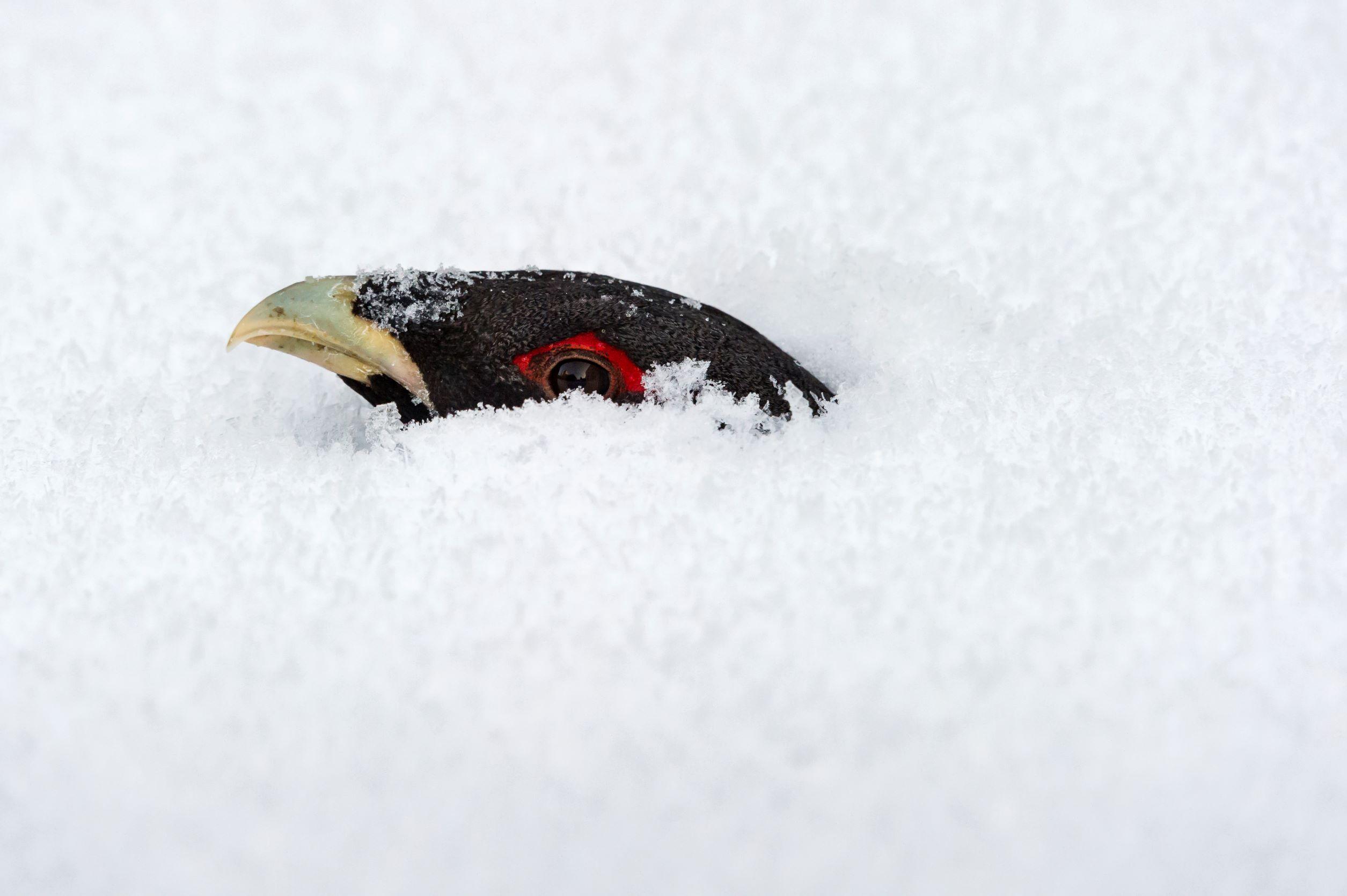 Zum Schutz vor Kälte und Fressfeinden graben sich Raufußhühner im Schnee ein. Hier schaut ein Auerhahn aus einer Schneehöhle. (Quelle: Jari Peltomaeki) Zum Schutz vor Kälte und Fressfeinden graben sich Raufußhühner im Schnee ein. Hier schaut ein Auerhahn aus einer Schneehöhle.