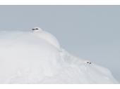 PM 43/2021:  Das Alpenschneehuhn wechselt dreimal im Jahr sein Federkleid, so ist es immer bestens getarnt. Die Tiere bleiben auch von Bergsportlerinnen und Bergsportlern oft unbemerkt. 