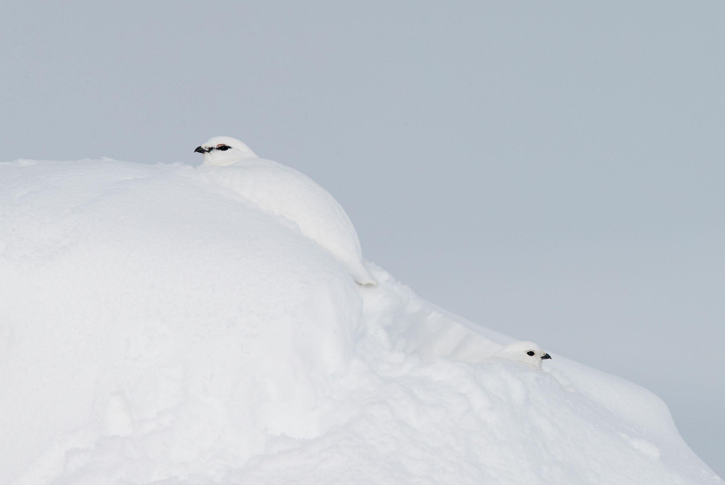 Das Alpenschneehuhn wechselt dreimal im Jahr sein Federkleid, so ist es immer bestens getarnt. Die Tiere bleiben auch von Bergsportlerinnen und Bergsportlern oft unbemerkt. (Quelle: Markus Varesvuo) Das Alpenschneehuhn wechselt dreimal im Jahr sein Federkleid, so ist es immer bestens getarnt. Die Tiere bleiben auch von Bergsportlerinnen und Bergsportlern oft unbemerkt.