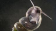 Die Bayerische Quellschnecke (Bythinella bavarica) lebt in Quellen und quellnahen Gewässerbereichen. Sie ist selten und kommt in Bayern vor allem im Einzugsbereich von Isar und Lech vor. Im kurzfristigen Bestandstrend nimmt die Art stark ab. Foto: Manfred Colling.