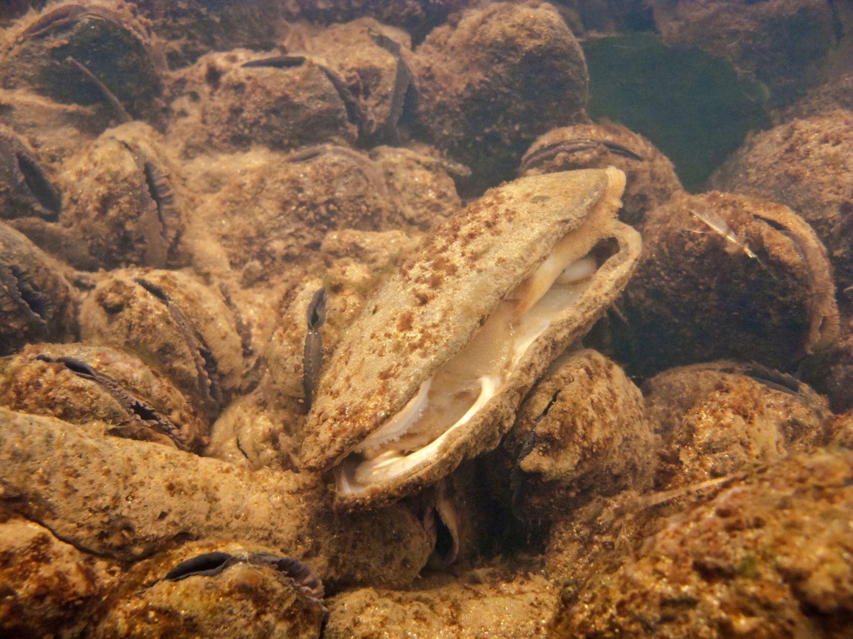 Flussperlmuscheln (Margaritifera margaritifera) sind vom Aussterben bedroht.