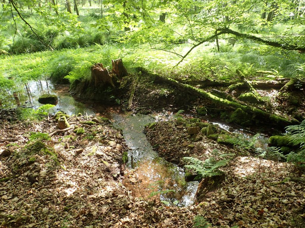 An Quellen tritt Grundwasser an die Oberfläche: Der Online-Vortragsabend gibt interessante Einblicke in die Grundwassersituation in der Rhön und zeigt, was man zum Schutz von Grundwasser und Quellen tun kann.