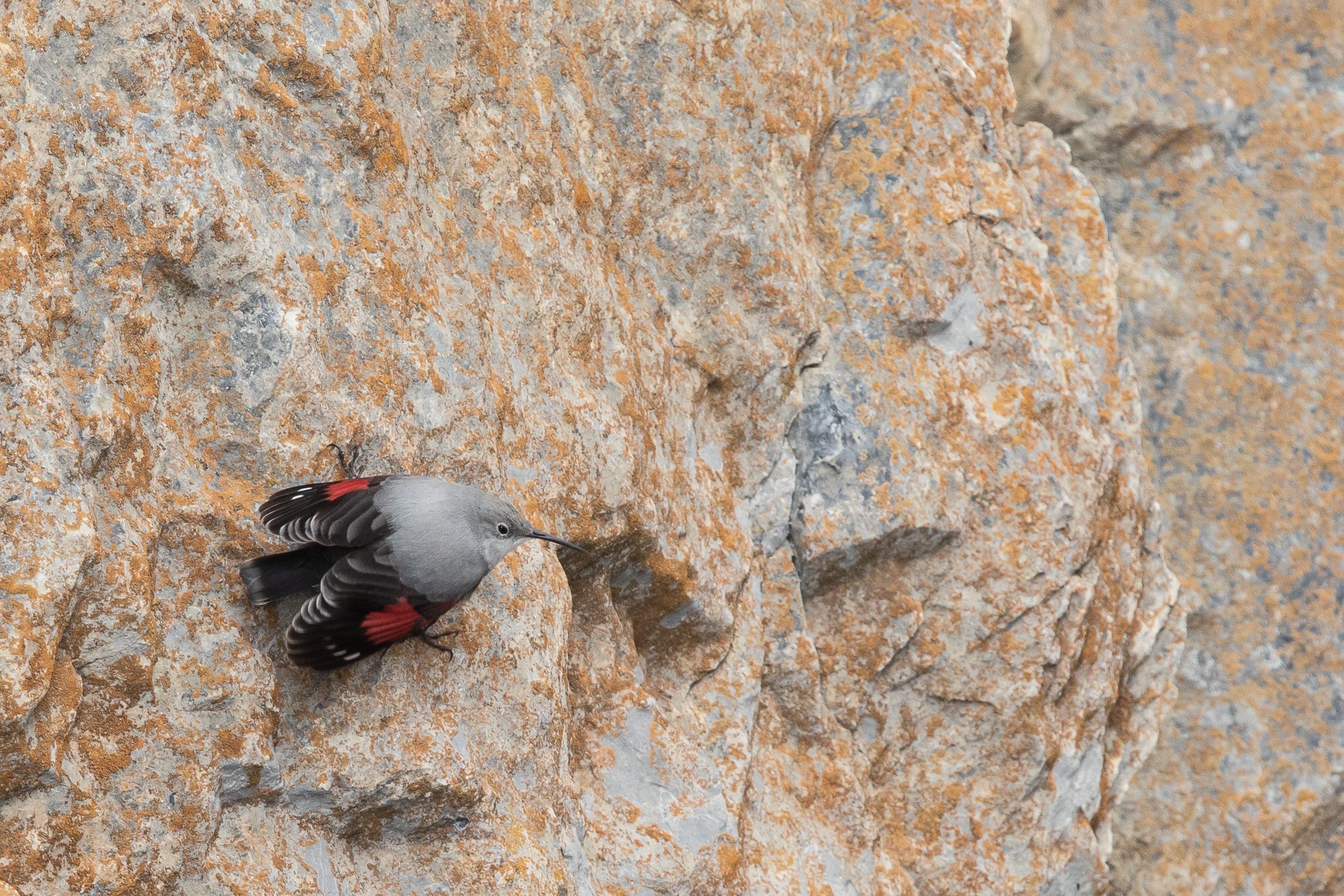 Der Mauerläufer ist ein Charaktervogel senkrechter Felswände, wo er in Spalten und Ritzen nach Insekten sucht.