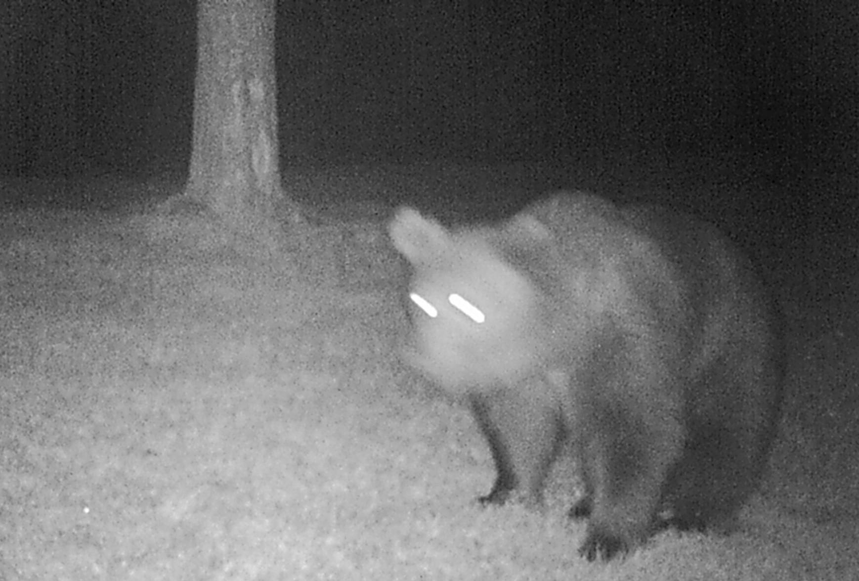 Fotonachweis eines Braunbären im Landkreis Garmisch-Partenkirchen.