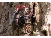 PM 18/2022:  Der aus der Baumwunde austretende, rötliche Baumsaft dient dem Hirschkäferpärchen als Nahrung. 