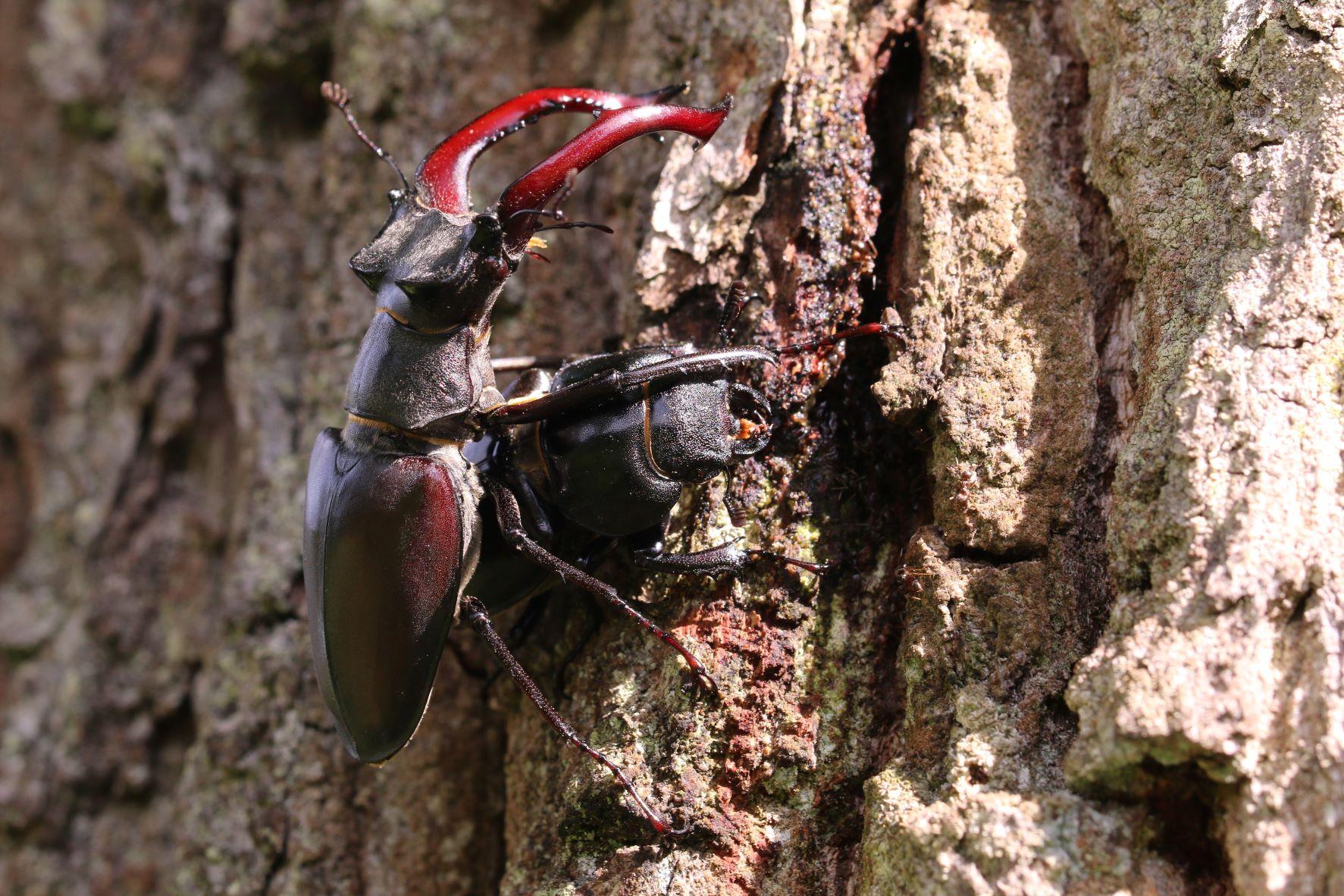 Der aus der Baumwunde austretende, rötliche Baumsaft dient dem Hirschkäferpärchen als Nahrung.