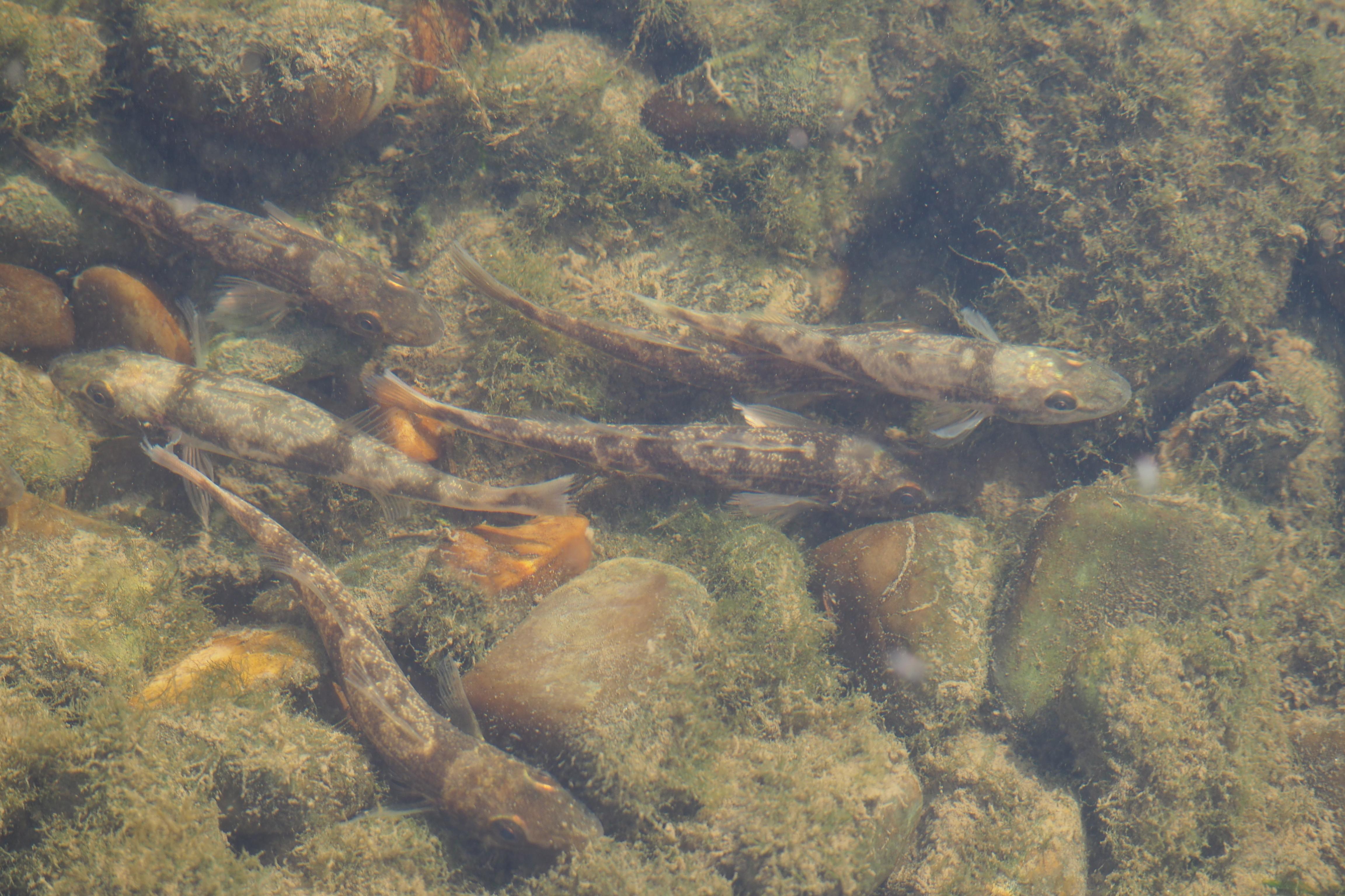 Der Zingel ist eine stark gefährdete Fischart, die in Deutschland nur in der bayerischen Donau vorkommt.