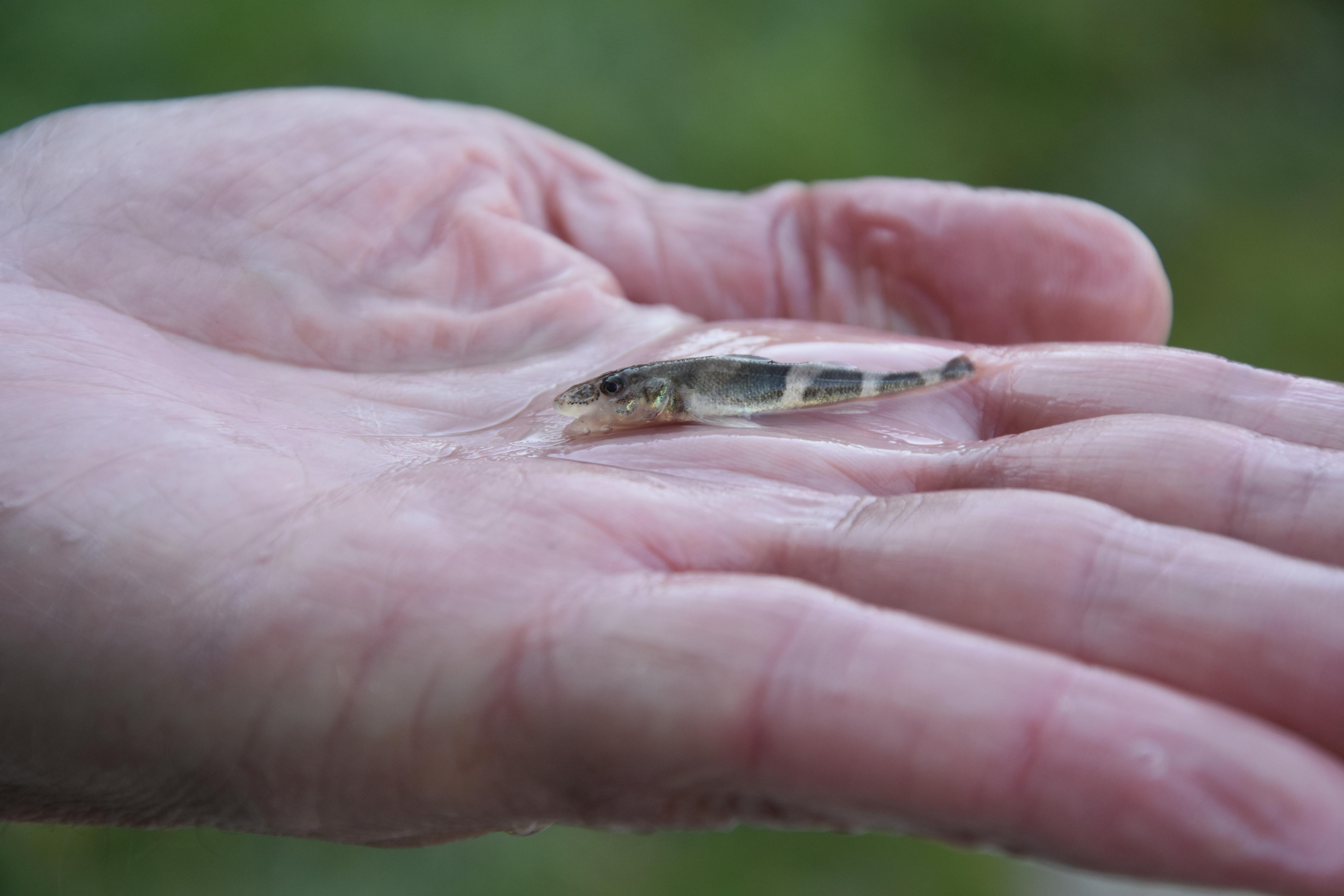 Der Streber ist eine stark gefährdete Fischart, die in Deutschland nur in der Donau und ihren Zuflüssen vorkommt. (Quelle: LFV, Steffi Schütze) Der Streber ist eine stark gefährdete Fischart, die in Deutschland nur in der Donau und ihren Zuflüssen vorkommt.