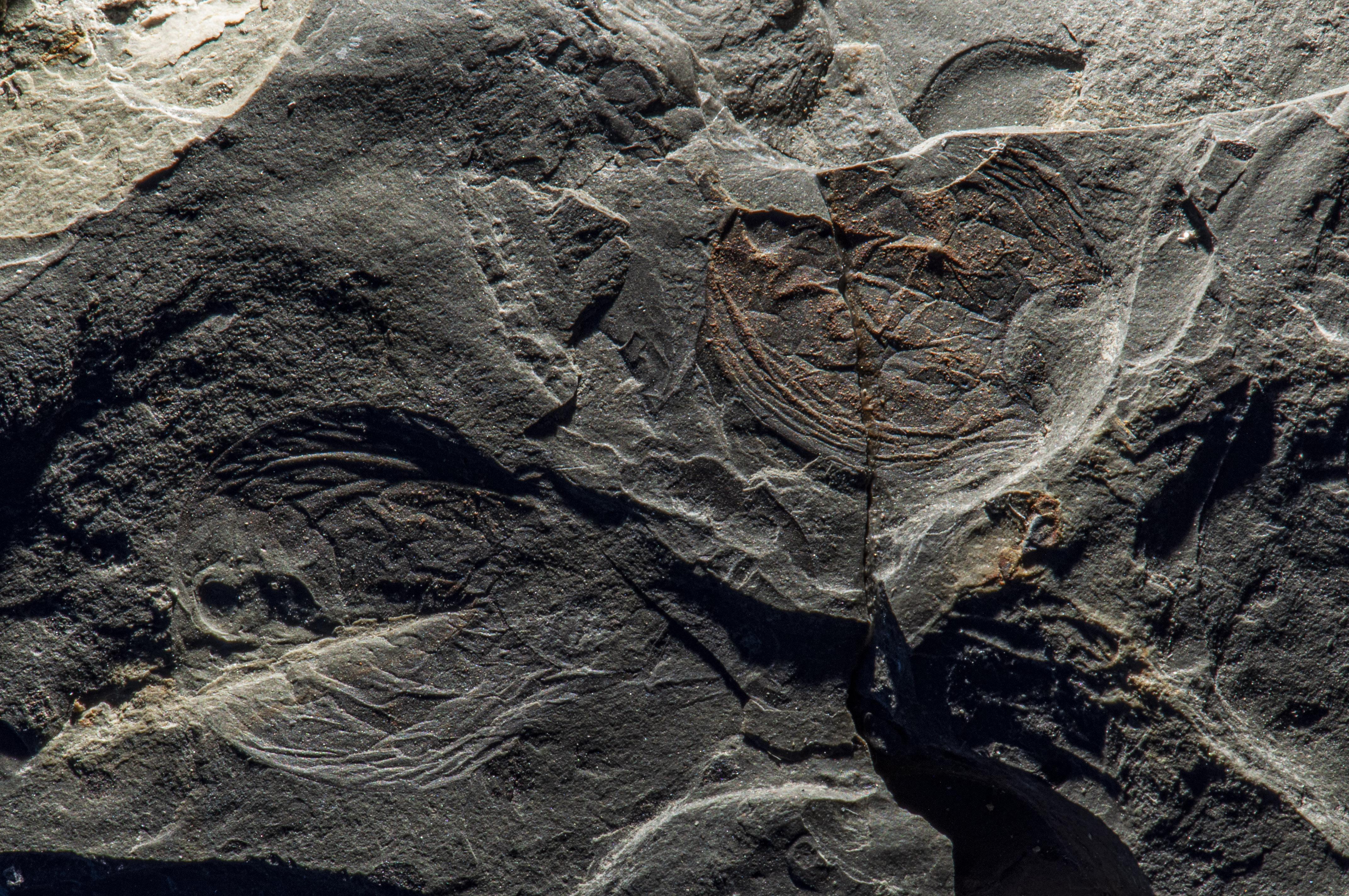 Versteinerter Kopfschild eines Urzeit-Krebs aus dem Steigerwald; 225 Millionen Jahre alt