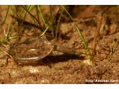 PM 45/2022:  Sommer-Schildkrebs Triops cancriformis 