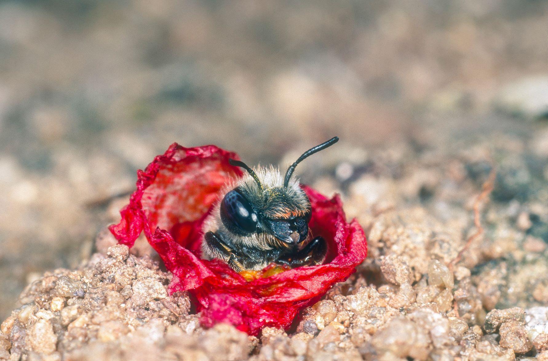 Die in Bayern stark gefährdete Mohnbiene beißt kleine Stücke von den Blütenblättern des Klatsch-Mohns ab und kleidet damit ihr Nest aus. (Quelle: Naturbildarchiv GÜNTER) Die in Bayern stark gefährdete Mohnbiene beißt kleine Stücke von den Blütenblättern des Klatsch-Mohns ab und kleidet damit ihr Nest aus.