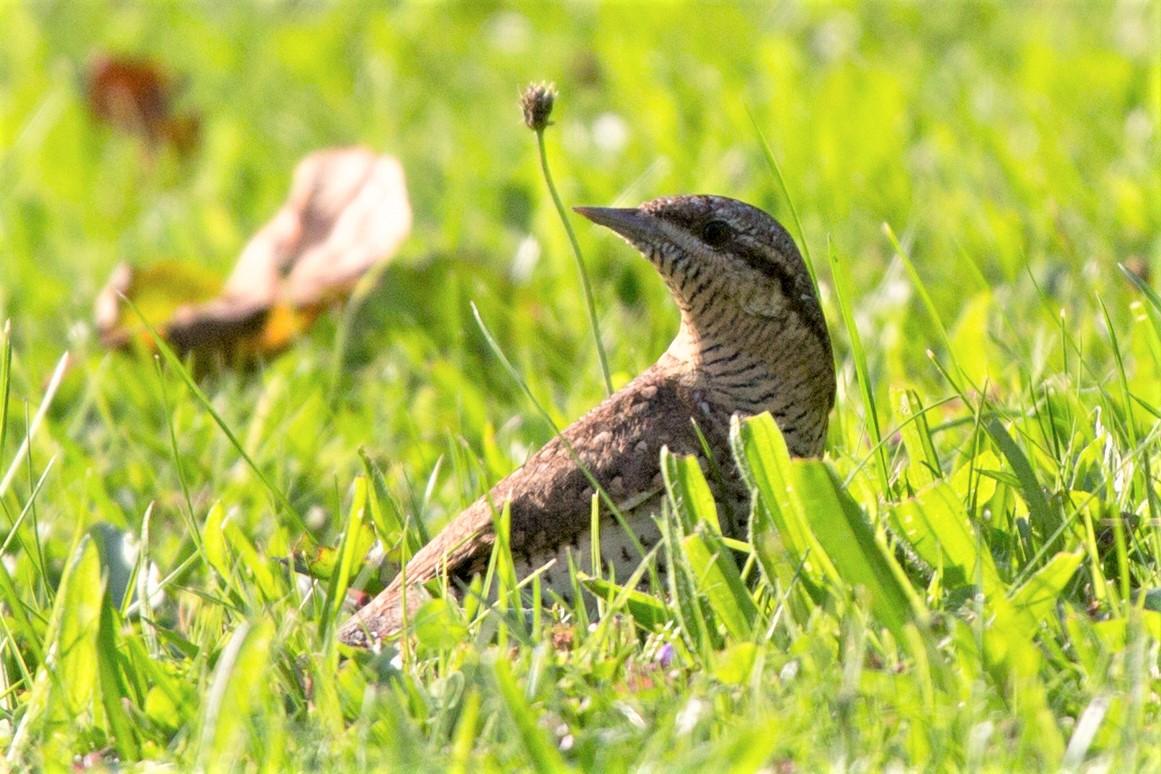 Ein Wendehals bei der Nahrungssuche am Boden. Das auffälligste an diesem kleinen Mitglied der Spechtfamilie ist sein Gesang im Frühjahr. Er zimmert seine Bruthöhlen nicht selbst und ernährt sich überwiegend von kleinen Ameisenarten, die er auf mageren Wiesen oder Randstrukturen in ausreichender Zahl (Quelle: P. Lange, FDB) Ein Wendehals bei der Nahrungssuche am Boden. Das auffälligste an diesem kleinen Mitglied der Spechtfamilie ist sein Gesang im Frühjahr. Er zimmert seine Bruthöhlen nicht selbst und ernährt sich überwiegend von kleinen Ameisenarten, die er auf mageren Wiesen oder Randstrukturen in ausreichender Zahl finden kann.