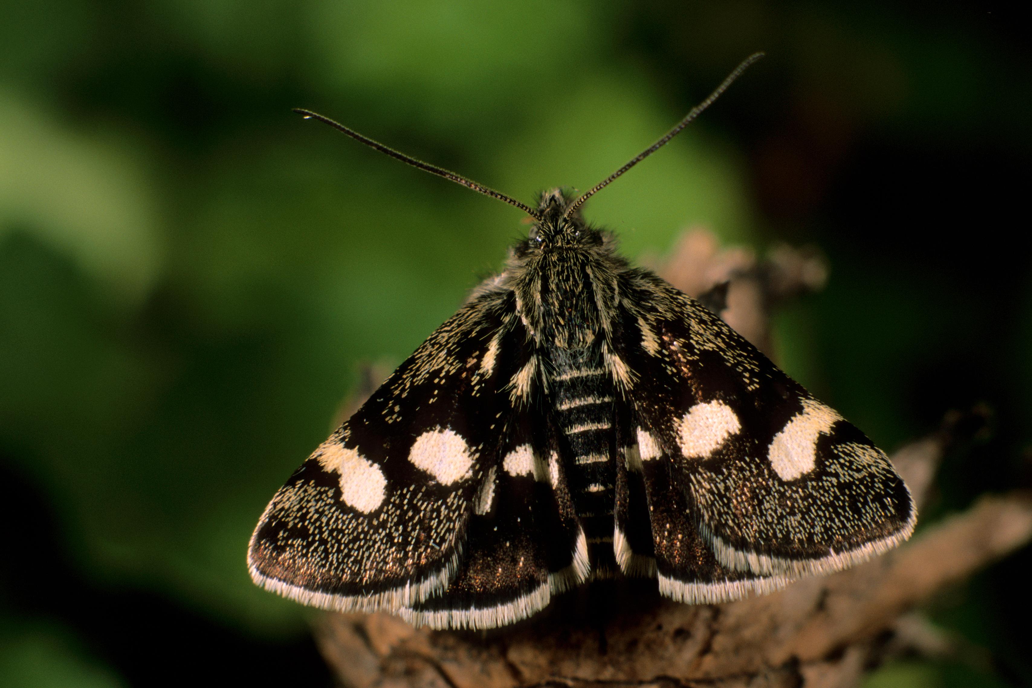 Der Ginster-Fleckenzünsler (Eurrhypis pillonalis) war früher auf Magerrasen und in lichten Kiefernwäldern verbreitet, heute ist die Art sehr selten geworden und vom Aussterben bedroht. Ursachen für den Rückgang sind vor allem durch Nutzungsaufgabe bedingte Verbuschungen sowie Vergrasung. (Quelle: Peter Lichtmannecker) Der Ginster-Fleckenzünsler (Eurrhypis pillonalis) war früher auf Magerrasen und in lichten Kiefernwäldern verbreitet, heute ist die Art sehr selten geworden und vom Aussterben bedroht. Ursachen für den Rückgang sind vor allem durch Nutzungsaufgabe bedingte Verbuschungen sowie Eutrophierung und Vergrasung der Lebensräume.