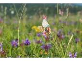 Die Artenvielfalt in den bayerischen Mittelgebirgen befindet sich im Wandel. In der Online-Vortragsreihe des Biodiversitätszentrum Rhön geben Expertinnen und Experten Einblicke in aktuelle Forschung.