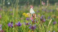 Die Artenvielfalt in den bayerischen Mittelgebirgen befindet sich im Wandel. In der Online-Vortragsreihe des Biodiversitätszentrum Rhön geben Expertinnen und Experten Einblicke in aktuelle Forschung.