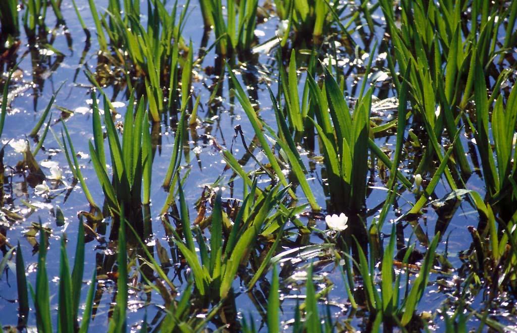 Die seltene Krebsschere fühlt sich als Wasserpflanze in den Altwässern der Donau wohl.