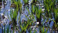 Die seltene Krebsschere fühlt sich als Wasserpflanze in den Altwässern der Donau wohl.