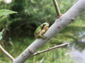 PM 08/2023:  Junger Laubfrosch an einem Gewässer im Auwald 