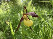 PM 08/2023:  Auwälder stecken bis in die Baumspitzen voller Leben. Lediglich an wenigen lichten Standorten wächst noch die wohl spektakulärste heimische Orchidee, der Frauenschuh. 