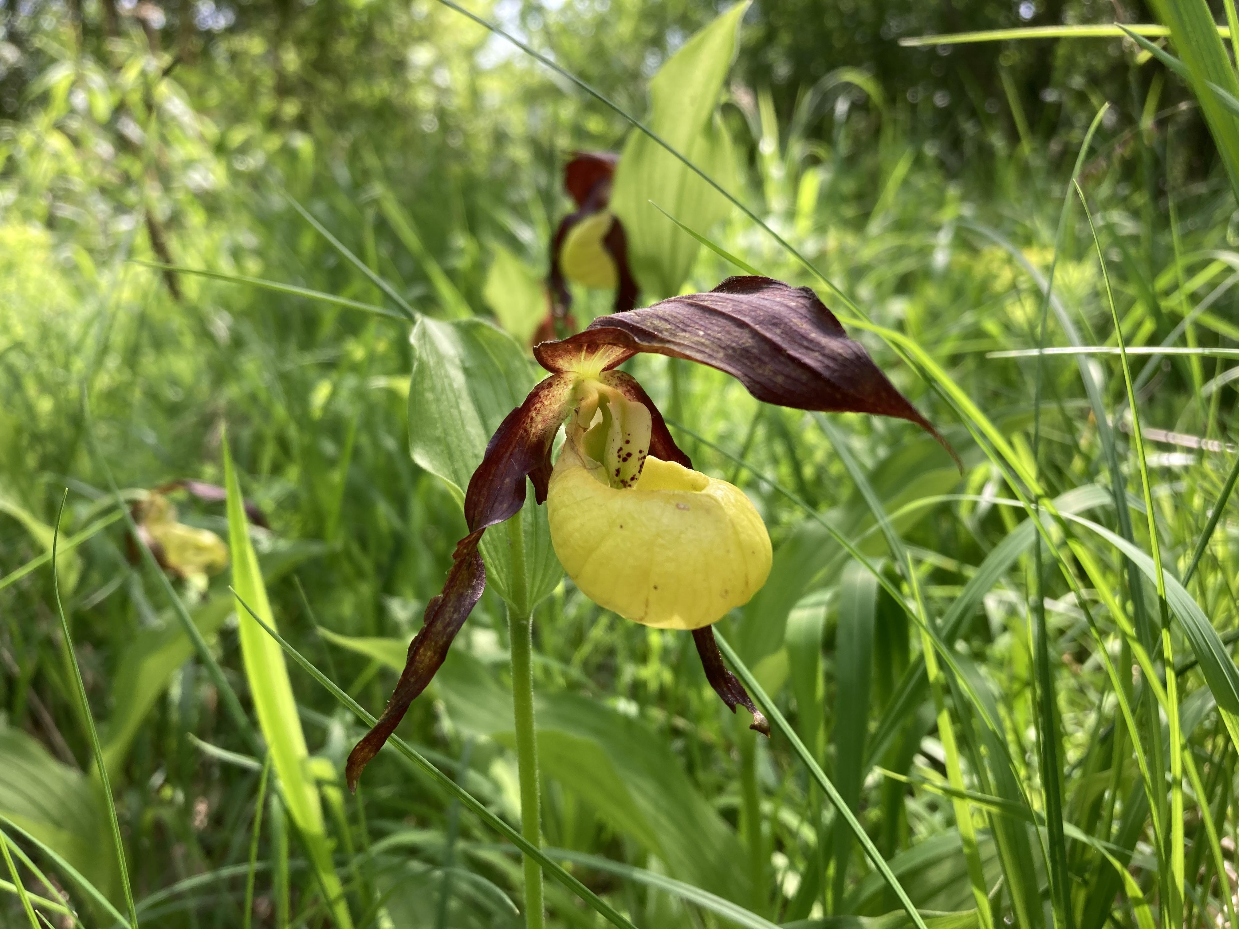 Auwälder stecken bis in die Baumspitzen voller Leben. Lediglich an wenigen lichten Standorten wächst noch die wohl spektakulärste heimische Orchidee, der Frauenschuh. (Quelle: Fabian Hertrich) Auwälder stecken bis in die Baumspitzen voller Leben. Lediglich an wenigen lichten Standorten wächst noch die wohl spektakulärste heimische Orchidee, der Frauenschuh.