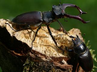  Im Gegensatz zu ihren männlichen Artgenossen haben Hirschkäferweibchen einen deutlich weniger ausgeprägten Oberkiefer.