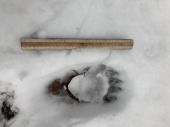 PM 11/2023:  Trittsiegel eines Braunbären im Schnee im Landkreis Miesbach 