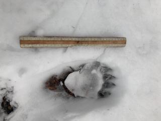 Trittsiegel eines Braunbären im Schnee im Landkreis Miesbach
