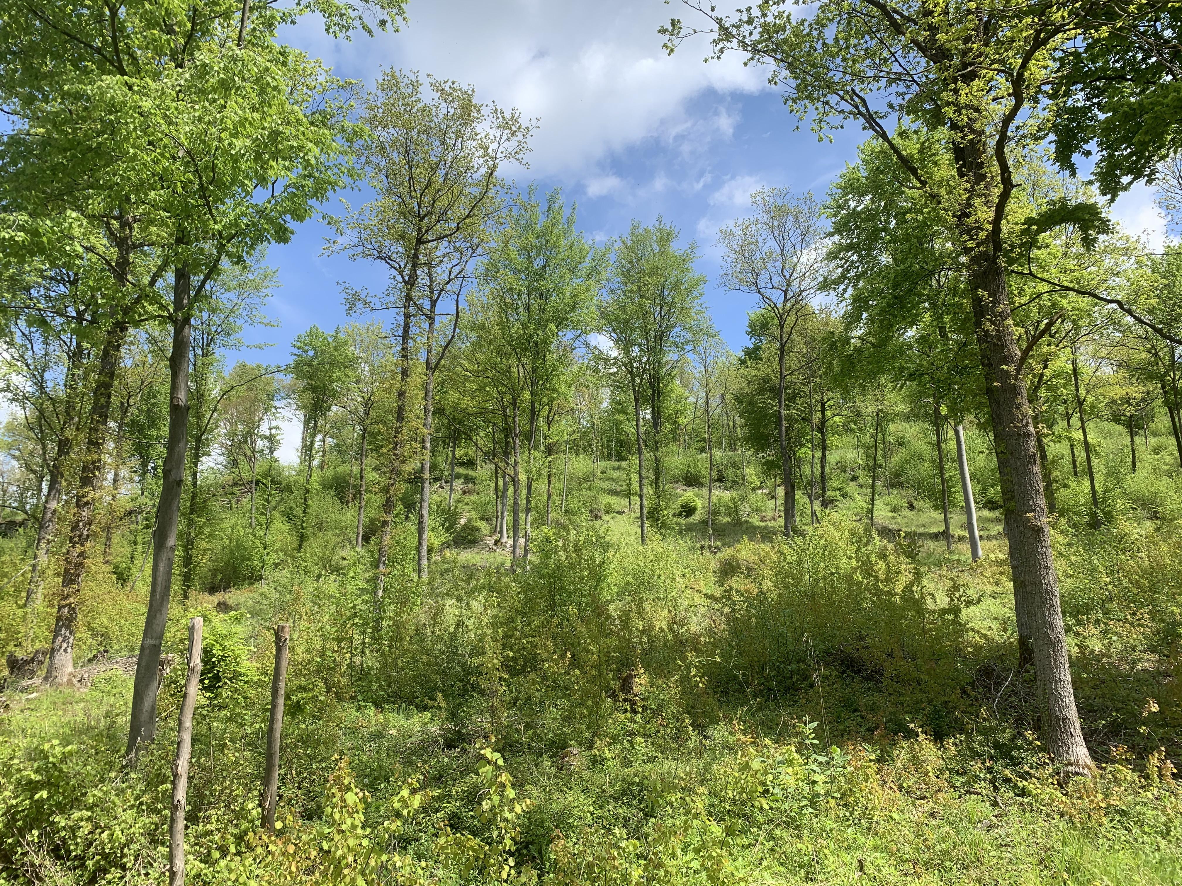 Die Mittelwaldwirtschaft ist eine historische Waldbauform, deren Fortführung heute aufgrund ihrer positiven Effekte für die Artenvielfalt gefördert wird. (Quelle: LfU, Vollmuth) Offener Laubwald an einem Hang bestehend aus einzelnen großen Bäumen und Unterwuchs.