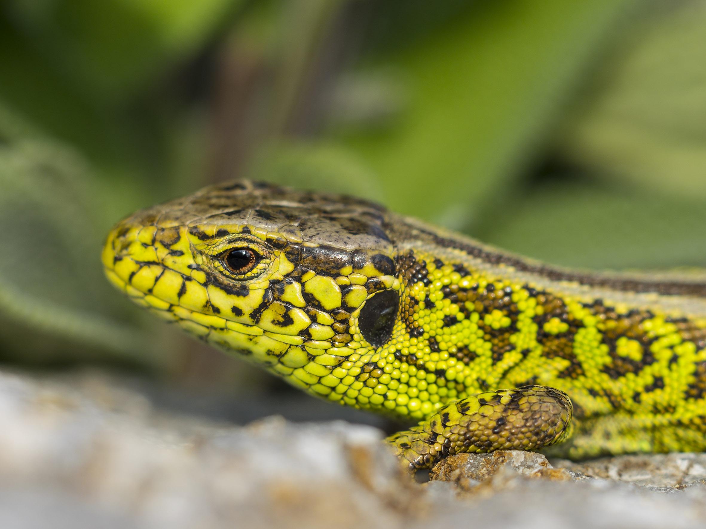 Die Zauneidechse versteckt sich gerne in Mauernischen oder Reisighaufen. Mit ein paar Tricks wird auch der eigene Garten zum Lebensraum für Eidechsen (Quelle: Roland Günter) Die Zauneidechse versteckt sich gerne in Mauernischen oder Reisighaufen. Mit ein paar Tricks wird auch der eigene Garten zum Lebensraum für Eidechsen.