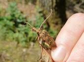 Die Larven des als gefährdet eingestuften Großen Laubholz-Zangenbocks sind vor allem auf abgestorbene Eichen angewiesen - die Hauptbaumart der fränkischen Mittelwälder.