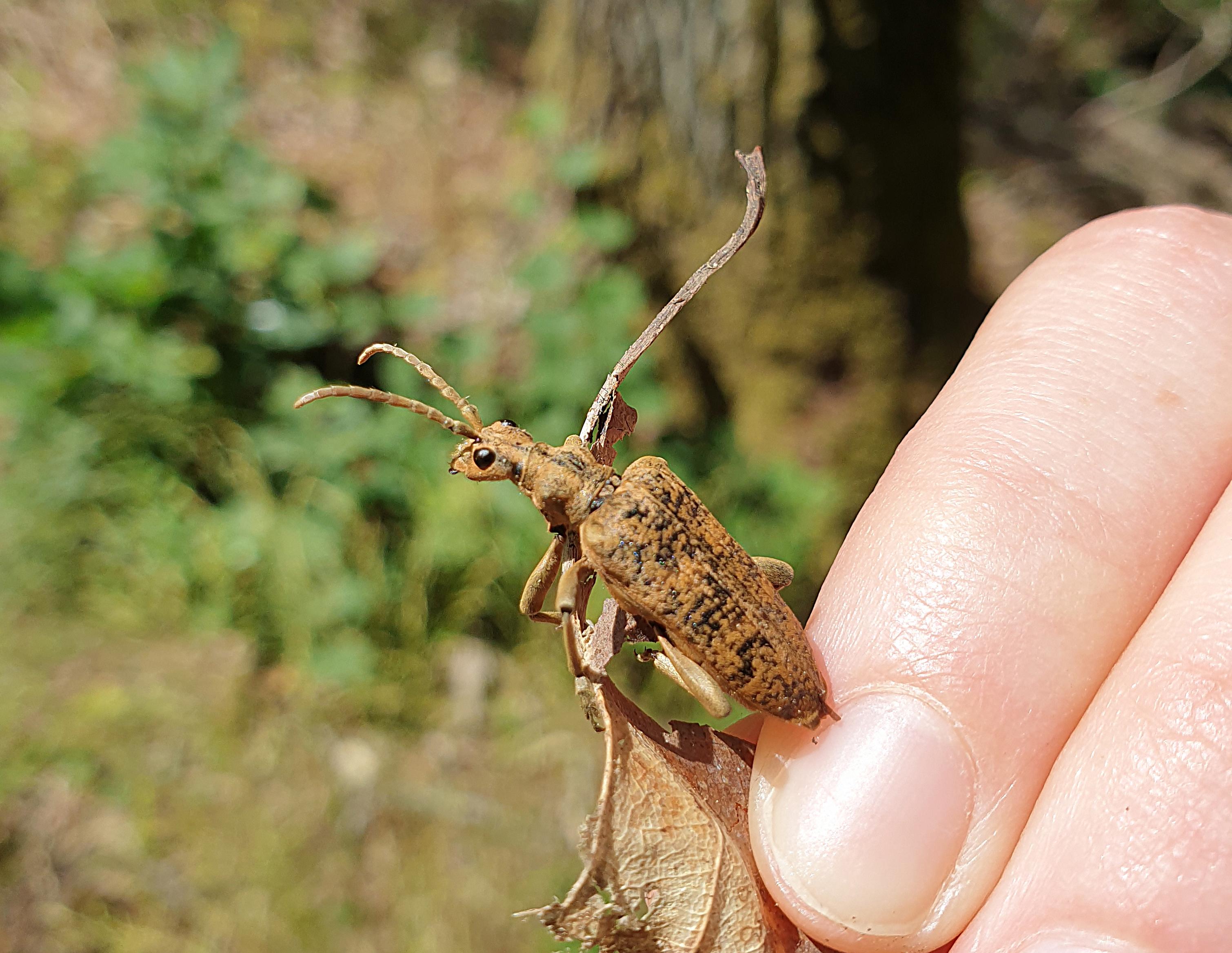 Die Larven des als gefährdet eingestuften Großen Laubholz-Zangenbocks sind vor allem auf abgestorbene Eichen angewiesen - die Hauptbaumart der fränkischen Mittelwälder (Quelle: LfU, Susanne Mader-Speth) Die Larven des als gefährdet eingestuften Großen Laubholz-Zangenbocks sind vor allem auf abgestorbene Eichen angewiesen - die Hauptbaumart der fränkischen Mittelwälder.