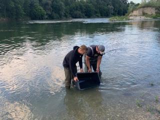 Nach der aufwendigen Aufzucht entlassen die Fischwirte des LfU die Streber in die Isar