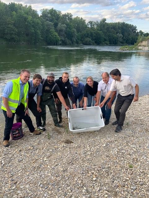 Vertreter des Landesfischereiverbandes, des Wasserwirtschaftsamtes Landshut, des Bayerischen Landesamtes für Umwelt und des Bayerischen Staatsministeriums für Umwelt und Verbraucherschutz beim Besatz der Streber an der Isar bei Landau (Quelle: LfU) Vertreter des Landesfischereiverbandes, des Wasserwirtschaftsamtes Landshut, des Bayerischen Landesamtes für Umwelt und des Bayerischen Staatsministeriums für Umwelt und Verbraucherschutz beim Besatz der Streber an der Isar bei Landau