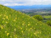 PM 11/2024:  Blütenreiche Frühjahrsaspekt mit der Wiesen-Schlüsselblume (Primula veris) auf einem basenreichen Magerrasen am Hirschberg 