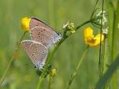 PM 11/2024:  Der Helle Wiesenknopf-Ameisenbläuling (Phengaris teleius) bei der Paarung. Er ist in Bayern stark gefährdet und auf das Vorkommen des großen Wiesenknopfes auf extensiv genutzten Feuchtwiesen angewiesen. 