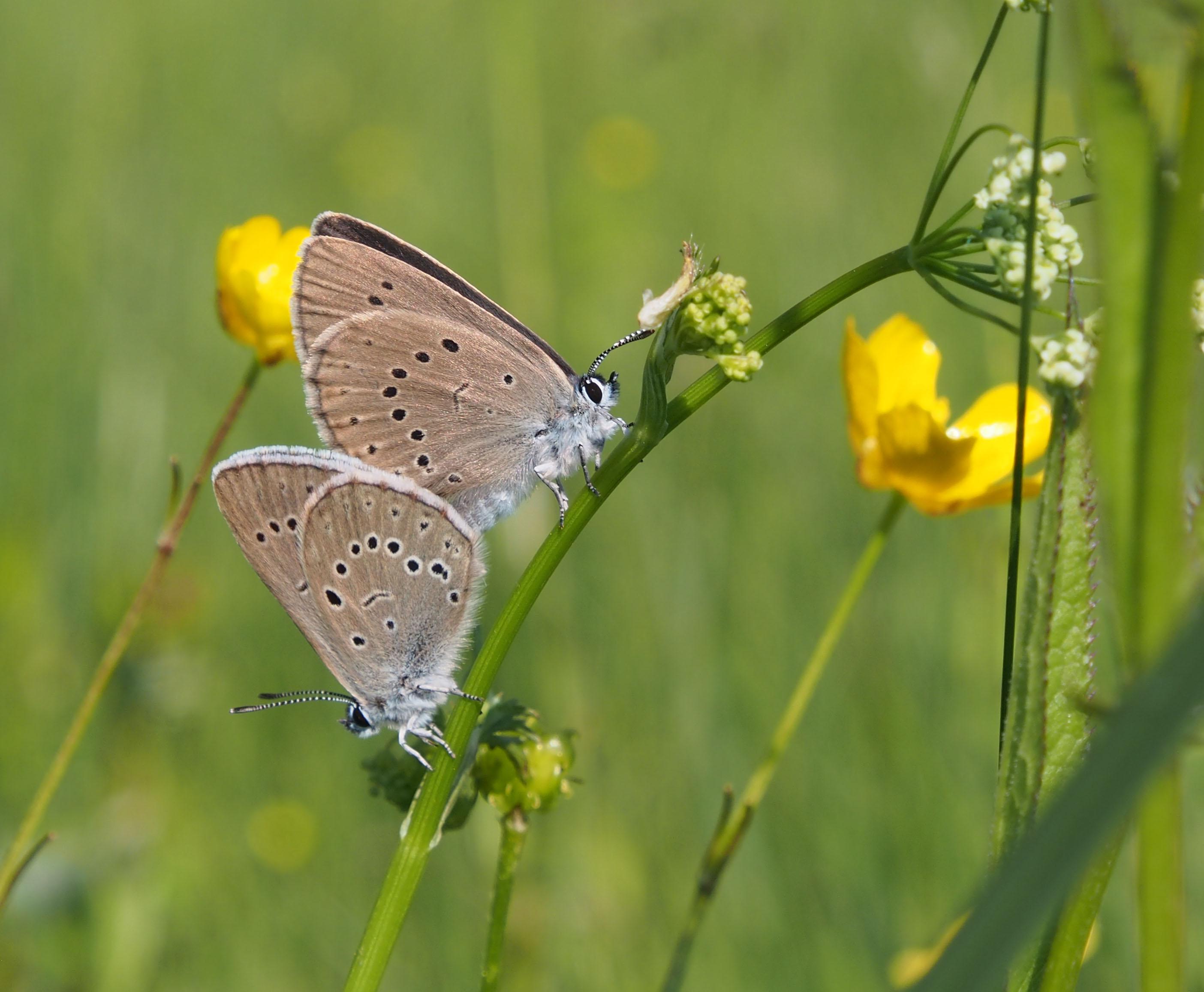 Der Helle Wiesenknopf-Ameisenbläuling (Phengaris teleius) bei der Paarung. Er ist in Bayern stark gefährdet und auf das Vorkommen des großen Wiesenknopfes auf extensiv genutzten Feuchtwiesen angewiese (Quelle: Christiane Mayr) Der Helle Wiesenknopf-Ameisenbläuling (Phengaris teleius) bei der Paarung. Er ist in Bayern stark gefährdet und auf das Vorkommen des großen Wiesenknopfes auf extensiv genutzten Feuchtwiesen angewiesen.