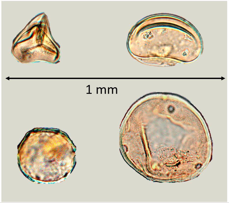 Sporen und Pollen der Pionierpflanzen nach der Vulkanexplosion: Kletterfarn und Tüpfelfarn (oben); Ulme und Hickory (unten). (Quelle: Dr. Olaf Lenz, TU Darmstadt) Sporen und Pollen der Pionierpflanzen nach der Vulkanexplosion: Kletterfarn und Tüpfelfarn (oben); Ulme und Hickory (unten).