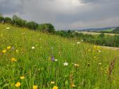 PM 16/2024:  Blüten- und strukturreiche Extensivwiese in der Gemeinde Büchelberg 