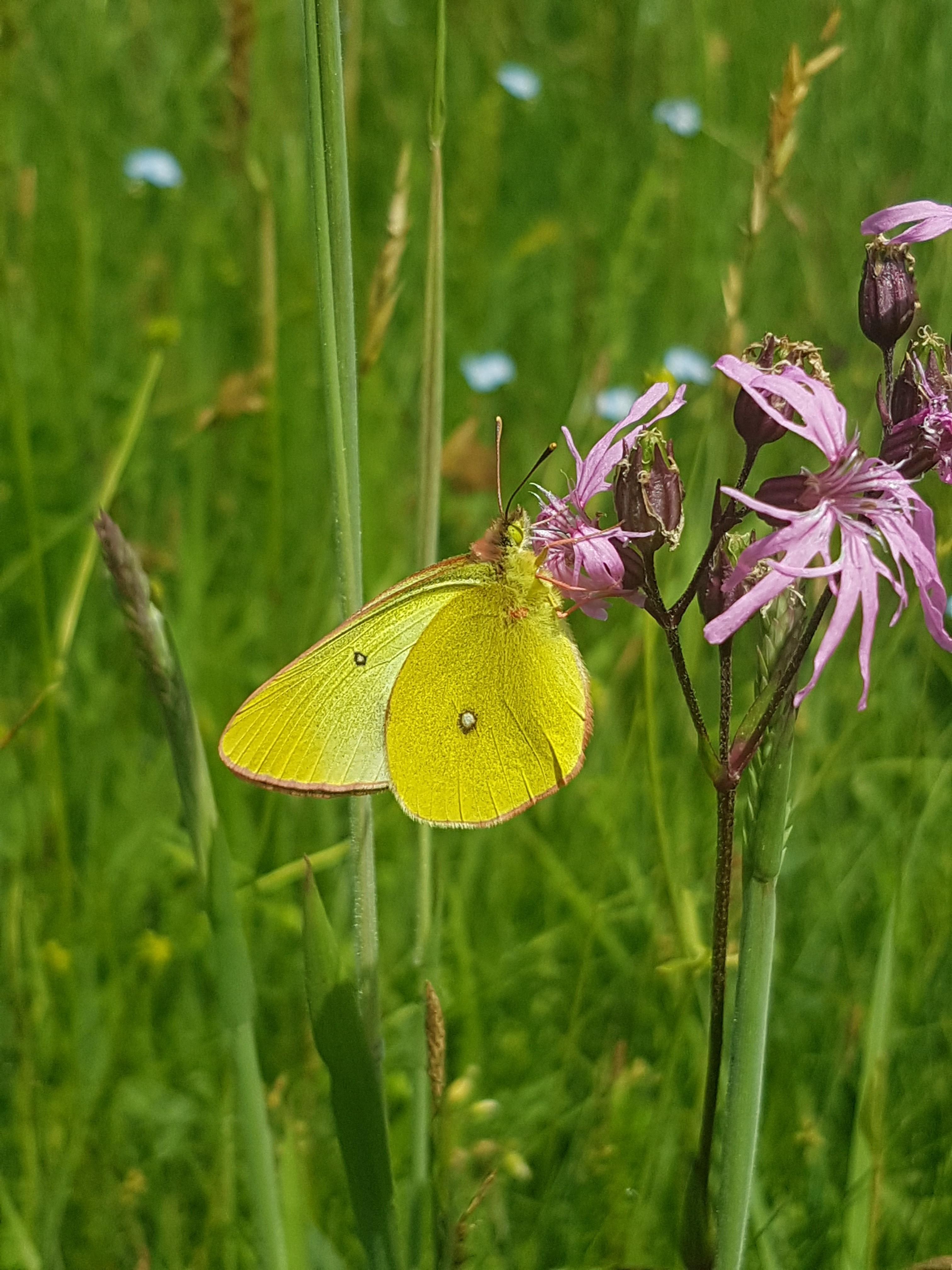 Der Hochmoor-Gelbling, dessen Raupe als Futterspezialist an Rauschbeere frisst, kommt im Landkreis Miesbach nur noch vereinzelt vor. (Quelle: Astrid Hanak) Der Hochmoor-Gelbling, dessen Raupe als Futterspezialist an Rauschbeere frisst, kommt im Landkreis Miesbach nur noch vereinzelt vor