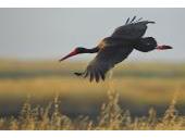 Der Schwarzstorch (Ciconia nigra) ist eine streng geschützte Art, die in alten, störungsarmen Wäldern mit Feuchtgebieten und Fließgewässern brütet Der Schwarzstorch (Ciconia nigra) ist eine streng geschützte Art, die in alten, störungsarmen Wäldern mit Feuchtgebieten und Fließgewässern brütet