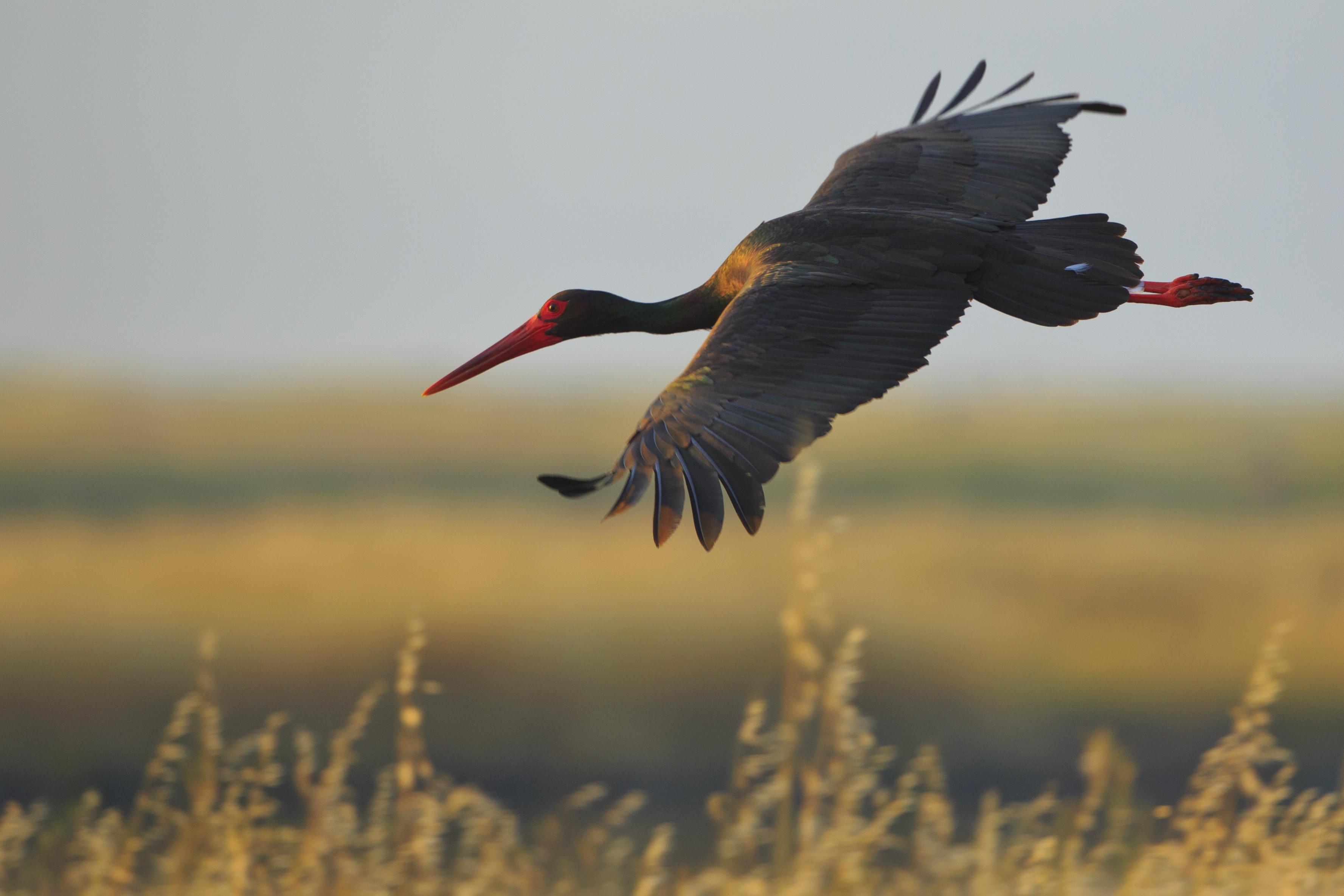 Der Schwarzstorch (Ciconia nigra) ist eine streng geschützte Art, die in alten, störungsarmen Wäldern mit Feuchtgebieten und Fließgewässern brütet (Quelle: Hans Glader) Der Schwarzstorch (Ciconia nigra) ist eine streng geschützte Art, die in alten, störungsarmen Wäldern mit Feuchtgebieten und Fließgewässern brütet