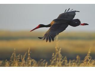 Der Schwarzstorch (Ciconia nigra) ist eine streng geschützte Art, die in alten, störungsarmen Wäldern mit Feuchtgebieten und Fließgewässern brütet