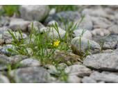 PM 16/2025:  Blühender Uferhahnenfuß 