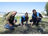 PM 16/2025:  Von links: Botaniker Dr. Wolfgang von Brackel, Cornelia Mesmer von der unteren Naturschutzbehörde am Landratsamt Lindau und Dr. Fridtjof Munck (LfU) beim Ortstermin vor einigen Pflanzen des Bodensee-Vergissmeinnichts 