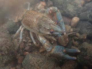  Edelkrebs (Astacus astacus)