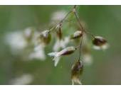 Wenn das Duftende Mariengras blüht, lässt es sich auffinden. In Jahren ohne Blüte fällt es schwer, das seltene Gras zu identifizieren Wenn das Duftende Mariengras blüht, lässt es sich auffinden. In Jahren ohne Blüte fällt es schwer, das seltene Gras zu identifizieren