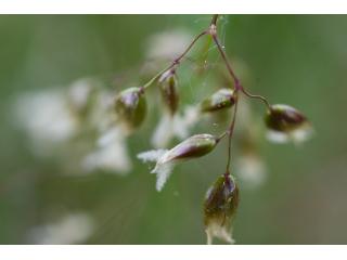 Wenn das Duftende Mariengras blüht, lässt es sich auffinden. In Jahren ohne Blüte fällt es schwer, das seltene Gras zu identifizieren
