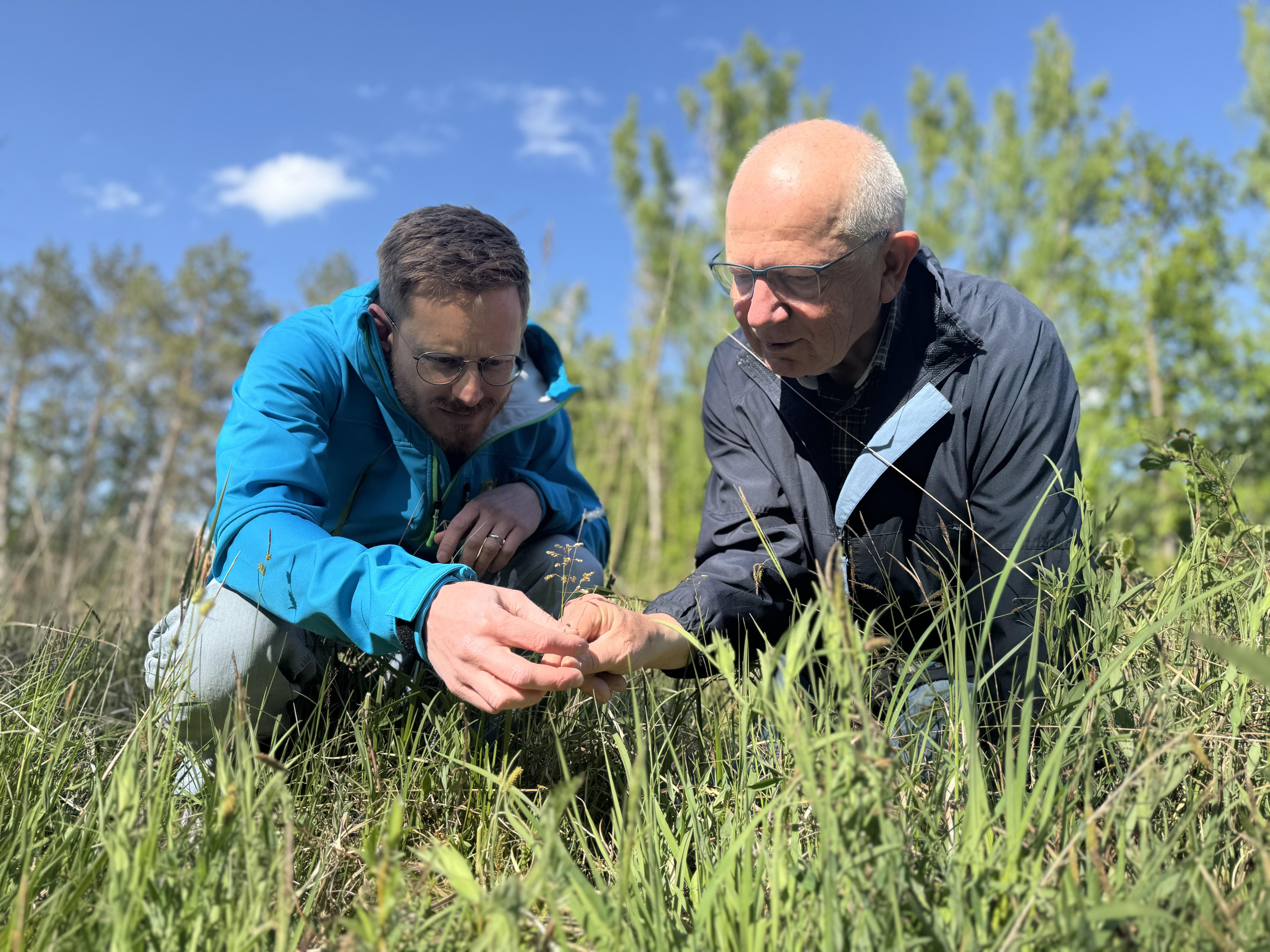 Dr. Manfred Ludwig (Bund Naturschutz) und Marcel Ruff (Bayerisches Artenschutzzentrum im Landesamt für Umwelt) zeigen eine Blüte des Duftenden Mariengrases (Quelle: Stephanie Millonig) Dr. Manfred Ludwig (Bund Naturschutz) und Marcel Ruff (Bayerisches Artenschutzzentrum im Landesamt für Umwelt) zeigen eine Blüte des Duftenden Mariengrases
