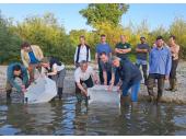 PM 25/2025:  Gemeinsam für den Streber in Landau an der Isar: Erfolgreiche Wiederansiedlung des Strebers durch eine gute und enge Zusammenarbeit von Naturschutz, Fischerei und Wasserwirtschaft. 